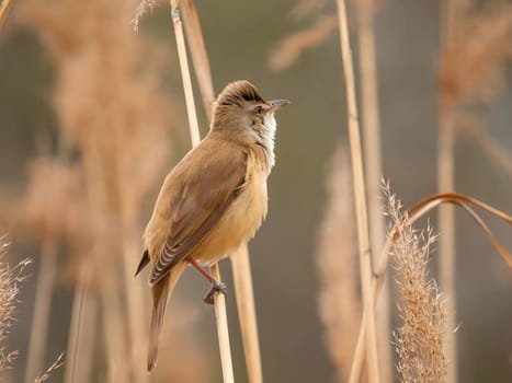 Graceful Great Reed Warbler resting on dry reeds, showcasing its vibrant colors against the natural background. A picturesque scene of wildlife.