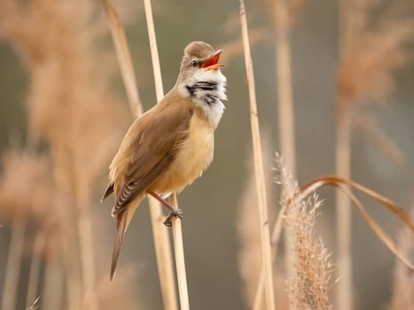 Graceful Great Reed Warbler resting on dry reeds, showcasing its vibrant colors against the natural background. A picturesque scene of wildlife.