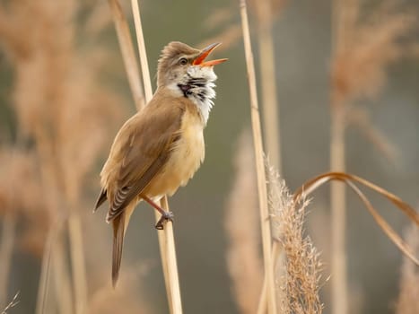 Graceful Great Reed Warbler resting on dry reeds, showcasing its vibrant colors against the natural background. A picturesque scene of wildlife.