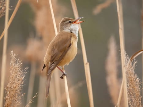 Graceful Great Reed Warbler resting on dry reeds, showcasing its vibrant colors against the natural background. A picturesque scene of wildlife.