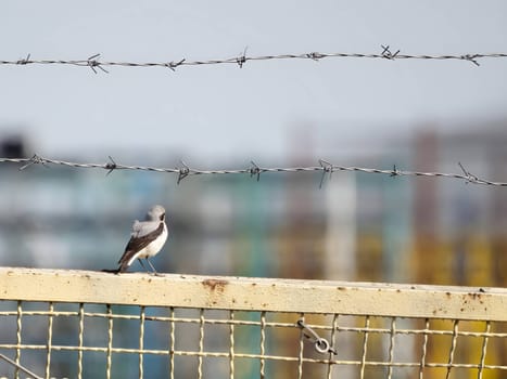 Northern Wheatear perched delicately on a metal fence, its striking plumage contrasting with the surroundings.