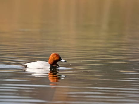 Beautiful Common Pochard gracefully gliding on the water, showcasing its elegant plumage and aquatic prowess.