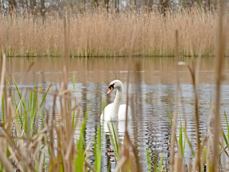 A close-up photograph captures the majestic adult mute swan gracefully gliding on the water, surrounded by lush green scenery, showcasing the beauty of nature.