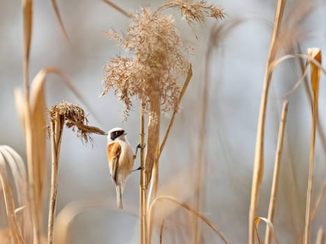 Eurasian Penduline Tit perched gracefully on a tree branch, with the vast sky as a serene backdrop.