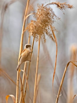 Eurasian Penduline Tit perched gracefully on a tree branch, with the vast sky as a serene backdrop.