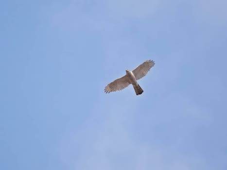 Graceful Eurasian Sparrowhawk soaring through the sky, displaying its impressive aerial prowess and keen hunting instincts.