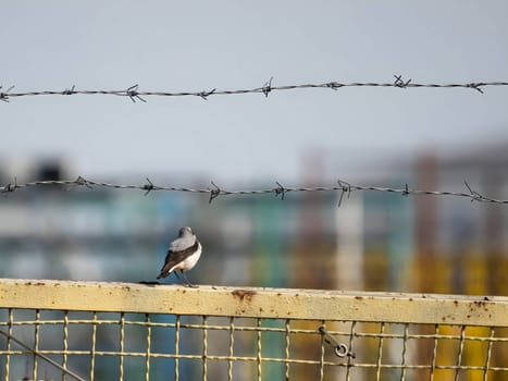 Northern Wheatear perched delicately on a metal fence, its striking plumage contrasting with the surroundings.