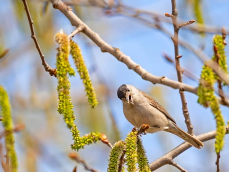 Eurasian Blackcap on a tree branch, set against the vast expanse of the sky.