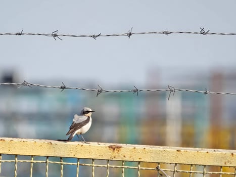 Northern Wheatear perched delicately on a metal fence, its striking plumage contrasting with the surroundings.