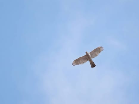 Graceful Eurasian Sparrowhawk soaring through the sky, displaying its impressive aerial prowess and keen hunting instincts.