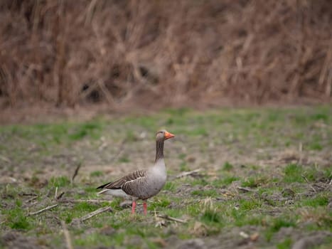 Greylag goose standing on the grass, with a beautiful blurred background.