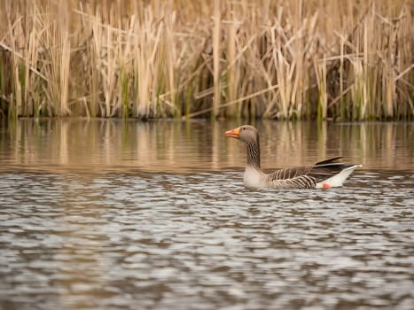 Greylag goose gracefully floating on the water, with tall reeds in the serene background.