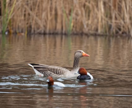 Greylag goose gracefully floating on the water, with tall reeds in the serene background.