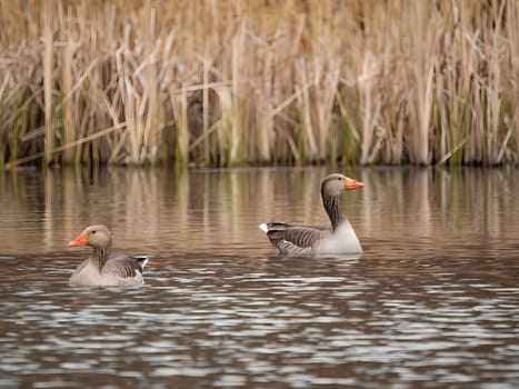 Greylag goose gracefully floating on the water, with tall reeds in the serene background.
