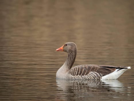 Greylag goose gracefully floating on the water, with tall reeds in the serene background.