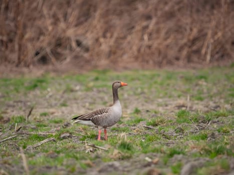 Greylag goose standing on the grass, with a beautiful blurred background.