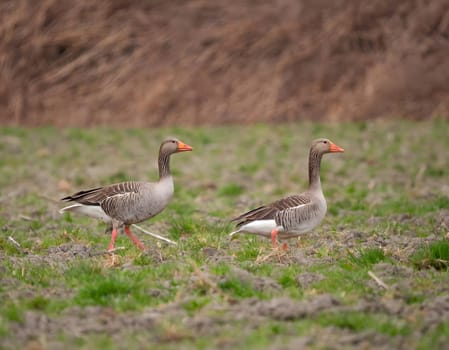 Greylag goose standing on the grass, with a beautiful blurred background.