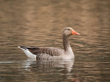 Greylag goose gracefully floating on the water, with tall reeds in the serene background.