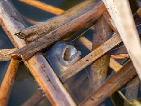 Carp fish with its head surrounded by reeds.