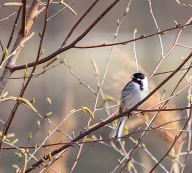 Common reed bunting perched gracefully on a tree branch.