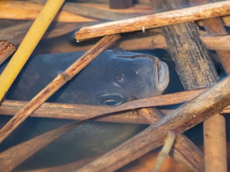 Carp fish with its head surrounded by reeds.