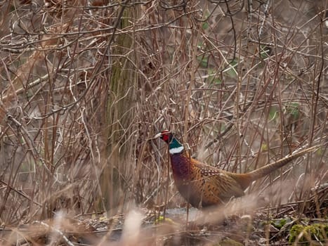 Common pheasant camouflaged in the grass.