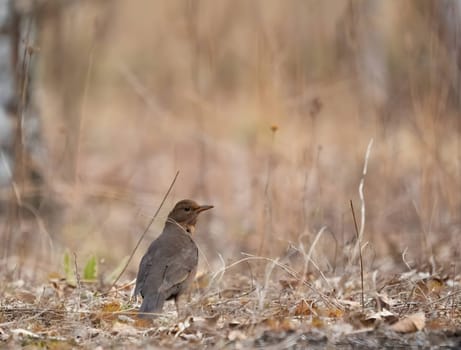 Black redstart gracefully on the ground, the background softly blurred, accentuating its charming presence in nature's setting.