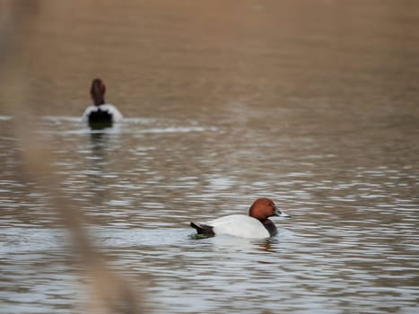 Common pochards swimming gracefully.