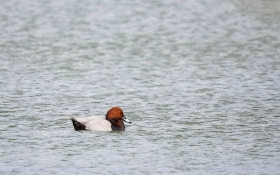 Common pochards swimming gracefully.