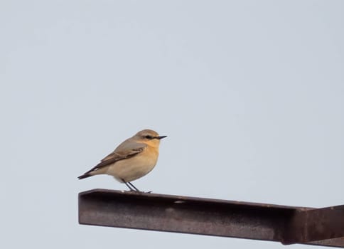 Northern wheatear in flight against the blue sky.