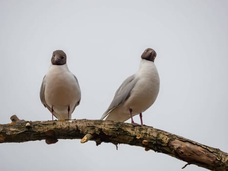 Two Black-headed gulls perched on a branch, with the sky in the background.