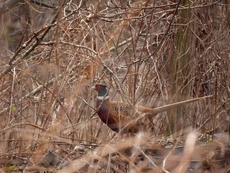 Common pheasant camouflaged in the grass.