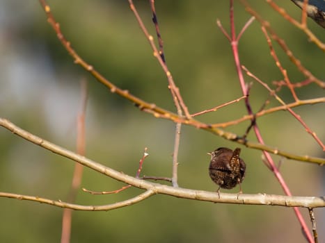 Eurasian wren perched on a branch, its backdrop softly blurred, showcasing the charming little bird in its natural habitat.