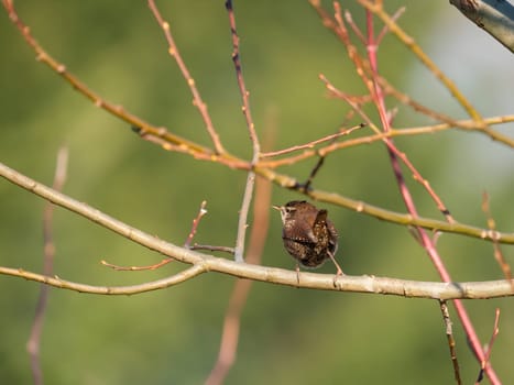 Eurasian wren perched on a branch, its backdrop softly blurred, showcasing the charming little bird in its natural habitat.