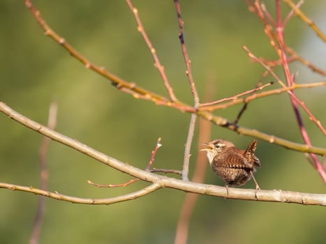 Eurasian wren perched on a branch, its backdrop softly blurred, showcasing the charming little bird in its natural habitat.