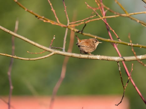 Eurasian wren perched on a branch, its backdrop softly blurred, showcasing the charming little bird in its natural habitat.