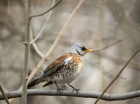 Fieldfare perched gracefully on a branch, with a softly blurred background adding to its natural beauty.