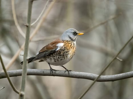 Fieldfare perched gracefully on a branch, with a softly blurred background adding to its natural beauty.
