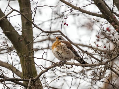 Fieldfare perched gracefully on a branch, with a softly blurred background adding to its natural beauty.