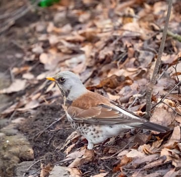 Fieldfare foraging on the ground amidst dry leaves, blending beautifully with its surroundings.