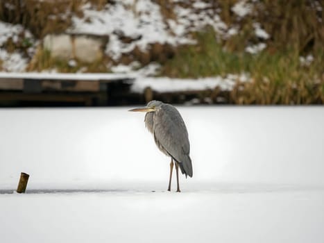 Majestic grey heron standing on frozen water, surrounded by glistening snow.