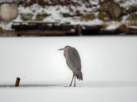 Majestic grey heron standing on frozen water, surrounded by glistening snow.