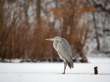 Majestic grey heron standing on frozen water, surrounded by glistening snow.