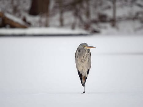 Majestic grey heron standing on frozen water, surrounded by glistening snow.