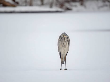 Majestic grey heron standing on frozen water, surrounded by glistening snow.