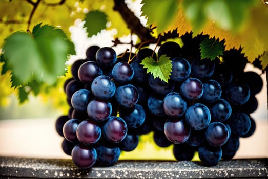 The image shows a bunch of purple grapes hanging from a vine on a stone wall, with leaves and branches in the background.