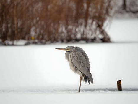 Majestic grey heron standing on frozen water, surrounded by glistening snow.