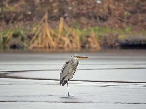 Majestic grey heron standing on frozen water, surrounded by glistening snow.