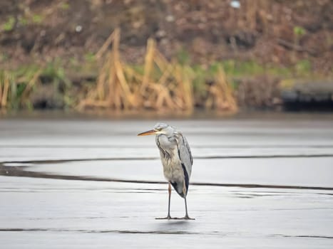 Majestic grey heron standing on frozen water, surrounded by glistening snow.