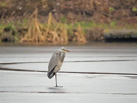 Majestic grey heron standing on frozen water, surrounded by glistening snow.